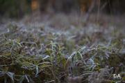 Autumn-Shots-11