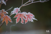 Autumn-Shots-12