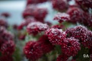 Autumn-Shots-7