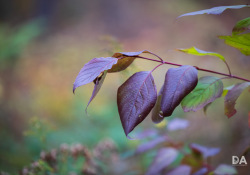 1_Autumn-Shots-5