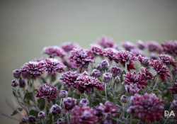 1_Autumn-Shots-8