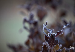 1_Autumn-Shots-9