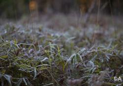 Autumn-Shots-11