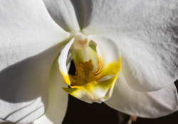 45-Macro-Crop