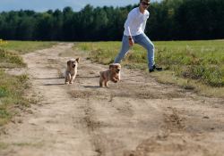 30-Puppy-Crop-1