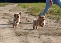 30-Puppy-Crop-2