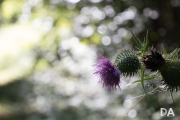 Kit Lens First Shots-15