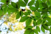 Autumn Rhapsody-15