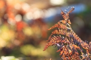 Autumn Rhapsody-18