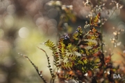Autumn Rhapsody-25