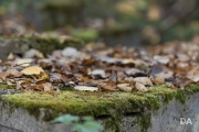Autumn Rhapsody-26