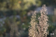 Autumn Rhapsody-28