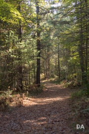 Autumn Rhapsody-4