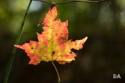 Autumn Rhapsody-5