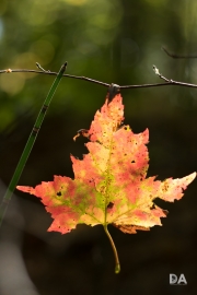 Autumn Rhapsody-6
