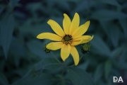 Other Lenses-8