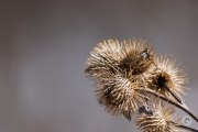 Canon-RF-100-400-Pics-11
