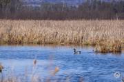Canon-RF-100-400-Pics-12