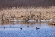 Canon-RF-100-400-Pics-13