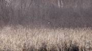 Canon-RF-100-400-Pics-14