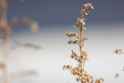 Canon-RF-100-400-Pics-18