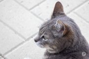 Canon-RF-100-400-Pics-22