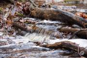 Canon-RF-100-400-Pics-25