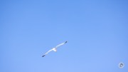 Canon-RF-100-400-Pics-9