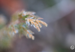 29-Close-Focus