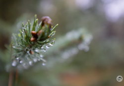 44-Bokeh-2