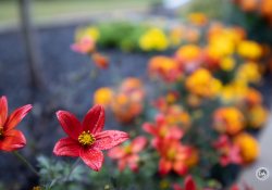 44-Bokeh-3