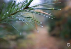 44-Bokeh