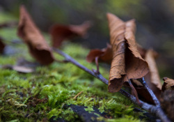 05-Close-Focus-2