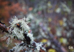 37-Close-Up