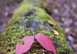 38-Bokeh-2