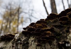 38-Bokeh-3