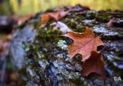 38-Bokeh