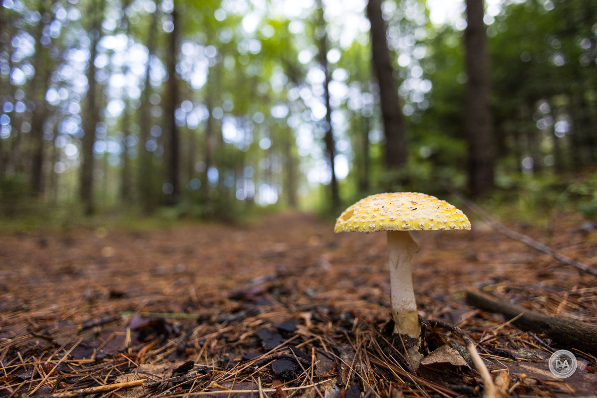 38-Mushroom