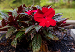 37-Flower-Crop 37-Flower-Crop