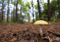 38-Mushroom 38-Mushroom