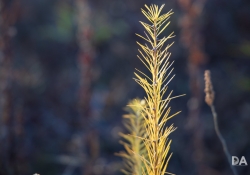 22 Bokeh-2