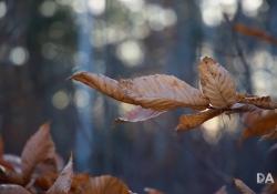 22 Bokeh-3