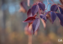 22 Bokeh-4