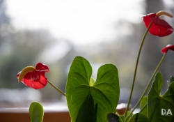 22 Bokeh-5