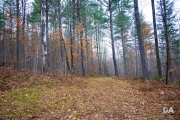 Forest Lea-2