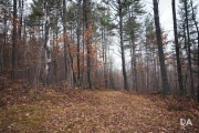 Forest Lea-3