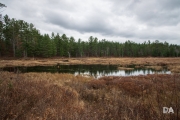Forest Lea-4