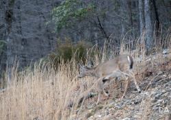 Canon-RF-24-240-Samples-11