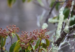 Canon-RF-24-240-Samples-15