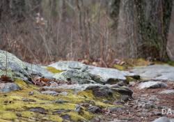 Canon-RF-24-240-Samples-24